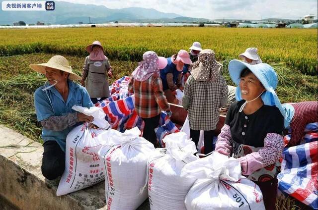 袁隆平超级稻蒙自基地连续四年百亩片平均亩产超1100千克
