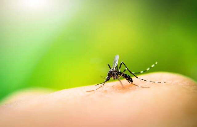 核技术灭蚊！中山大学“蚊子工厂”助力世界灭蚊