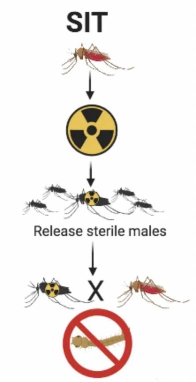 核技术灭蚊！中山大学“蚊子工厂”助力世界灭蚊