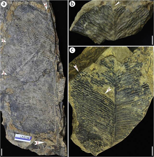 发现自四川广元地区的大网羽叶（Anthrophyopsis crassinervis）新标本，显示叶缘不同程度的缺刻