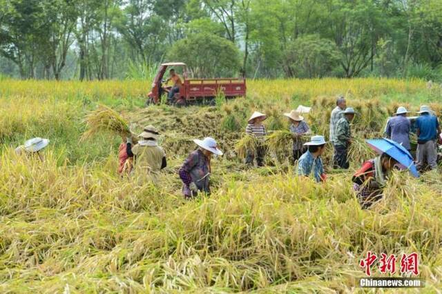 最高法：加大种业知识产权保护力度 对套牌侵权重拳出击