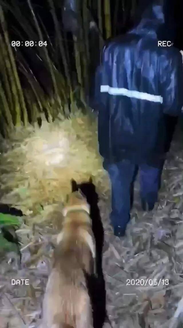 泪目！巡边路上为护战友扑向眼镜蛇 马犬“金三”殉职