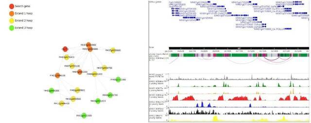 图2.水稻的染色质交互远程网络和浏览器截图