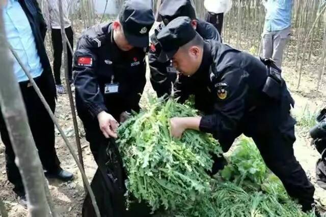 民警铲除非法种植的罂粟