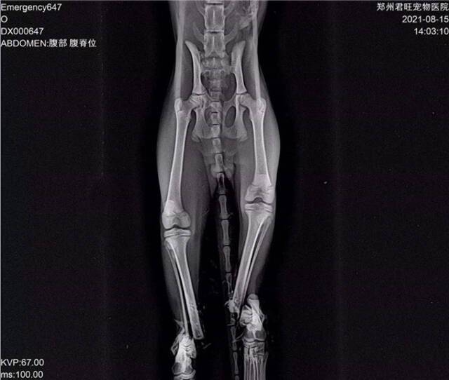 男子花40元买100G虐猫视频，直播打赏还能定制死法