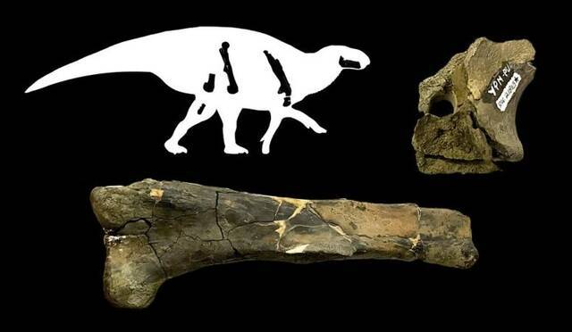 新研究描述8500万年前居住在阿巴拉契亚的两种恐龙：草食性鸭嘴龙和肉食性霸王龙