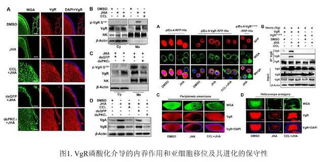 新突破！河大在国际顶尖期刊PNAS发表重要研究成果