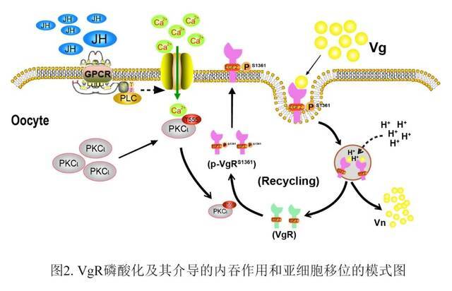 新突破！河大在国际顶尖期刊PNAS发表重要研究成果