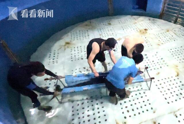 视频｜为了让受伤的海豚回家，兽医定制担架