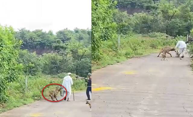 印度马哈拉施特拉邦老人带狗街上散步草丛中冲出一头土狼狠咬