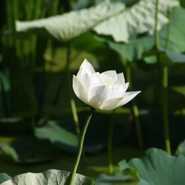 倾听  露从今夜白，月明清漏中