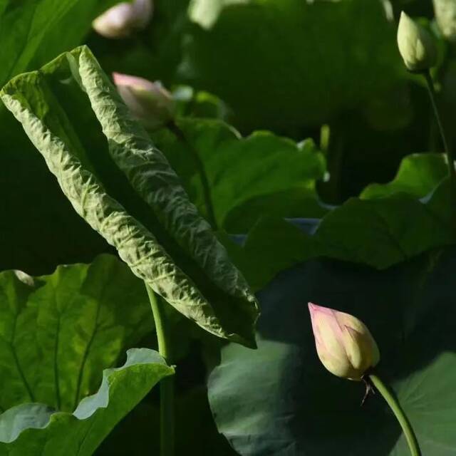 倾听  露从今夜白，月明清漏中