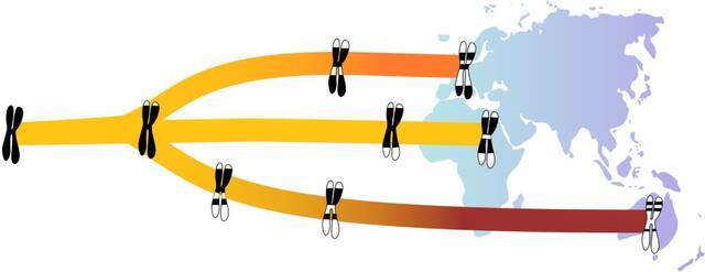 新研究表明在过去4万年的人类进化过程中代际间隔出现了波动
