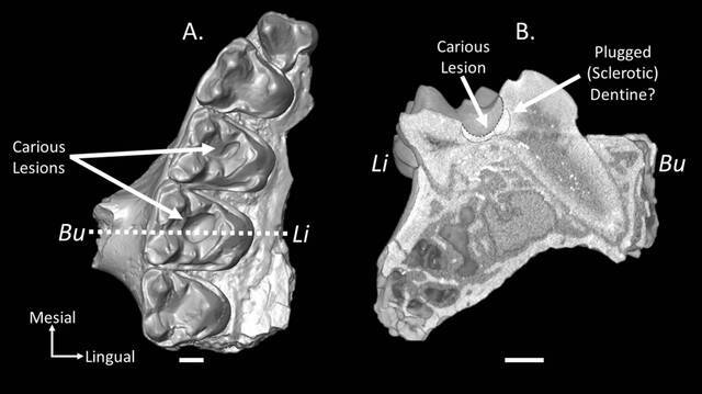 龋齿化石表明史前灵长类动物可能爱吃甜食