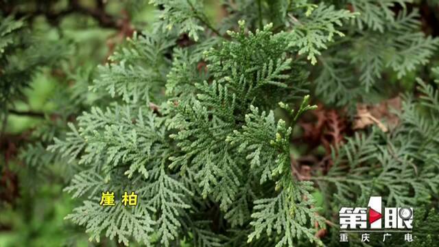 国家一级保护野生植物，重庆新增4种