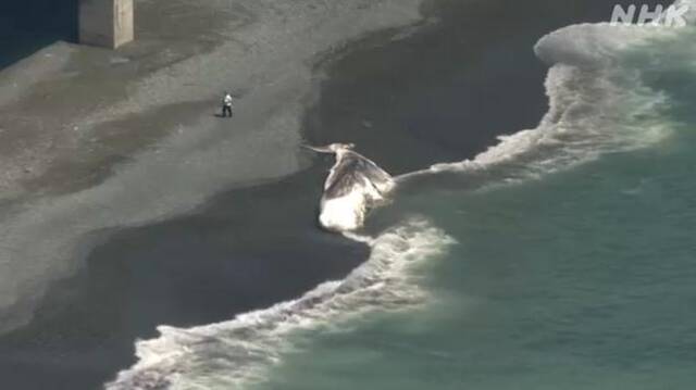 日本神奈川海滩现抹香鲸尸体 身长达14米