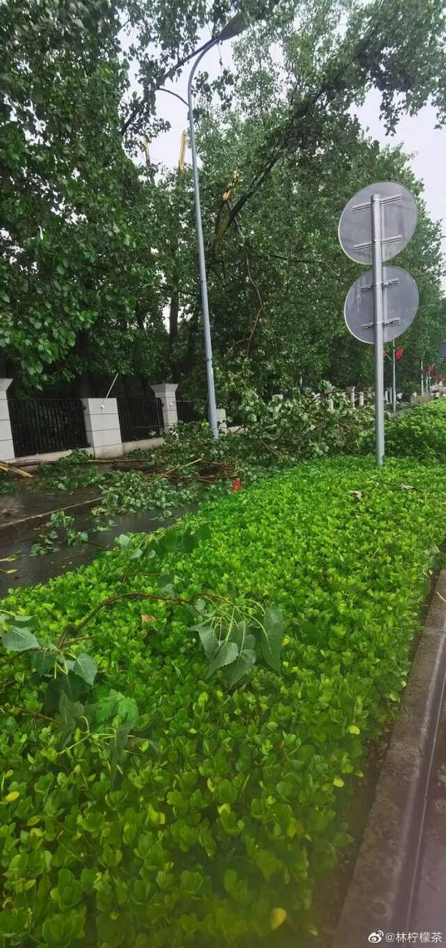 △网友上传的“大风雨致树木倒伏”图片。