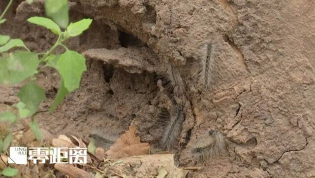 南京一居民区惊现高密度毛毛虫！顺着缝隙爬入居民家中，树枝上还不断掉落……