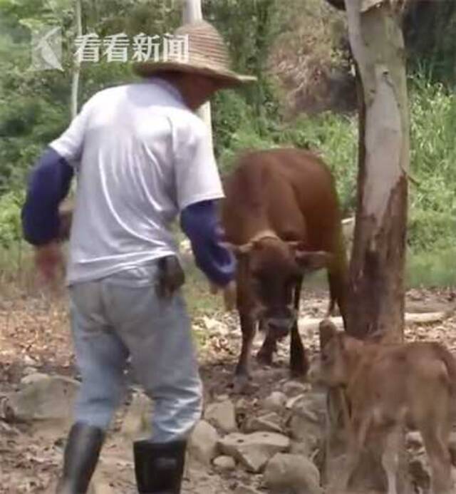 视频｜3.5米长巨蟒缠死初生小牛 母牛哀嚎不肯离去