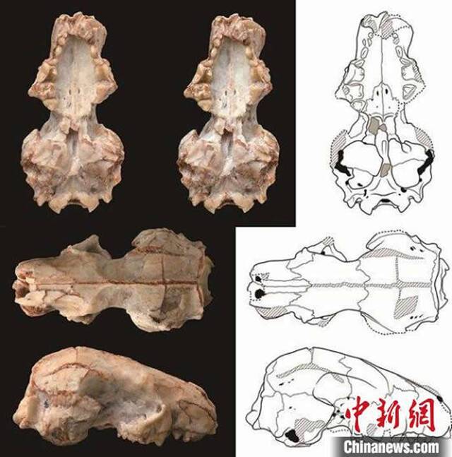 准噶尔合短面猬头骨化石及线条图（图：高伟）。中科院古脊椎所供图