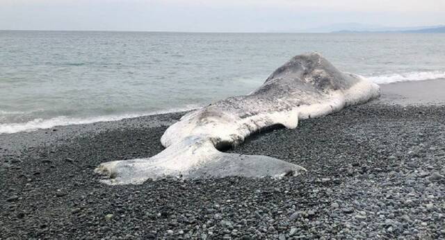 日本小田原市海滩发现身长超过14米的抹香鲸尸体