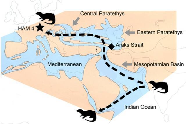 Hammerschmiede化石遗址1140万年前地层中发现水獭新物种——毗湿奴水獭