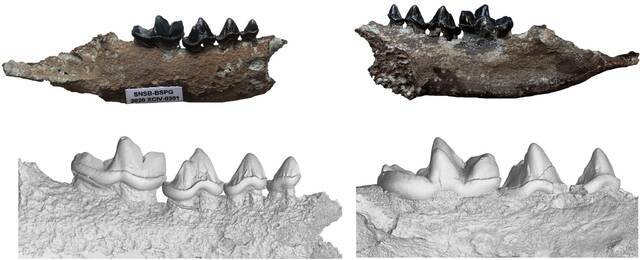 Hammerschmiede化石遗址1140万年前地层中发现水獭新物种——毗湿奴水獭