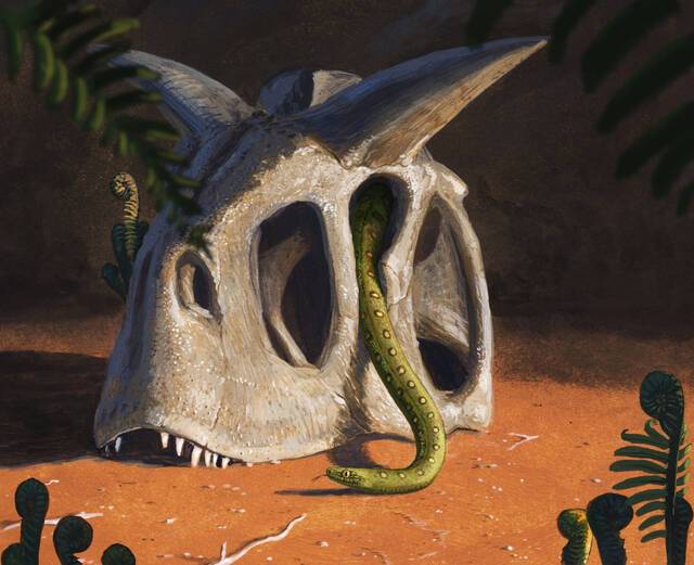 6600万年前小行星撞击地球导致恐龙灭绝但蛇类却靠两大优势趁机壮大