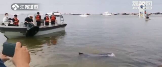 紧急救援！500斤国家二级保护动物伪虎鲸受伤搁浅！