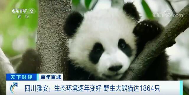 超“萌”预警！中秋节来临，大熊猫也吃月饼！小心被“萌”倒