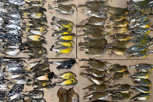 美国纽约世贸中心人行道上出现数百只候鸟的尸体高楼玻璃成隐形杀手