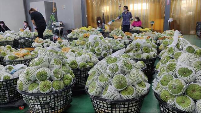 台湾番荔枝资料图