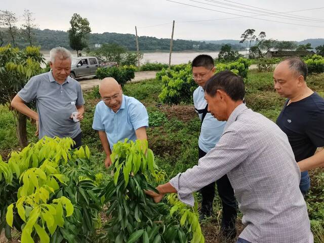 专家在果树基地展开指导重庆人社供图