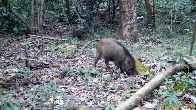 画面和谐！看野猪白鹇共享“晚餐”