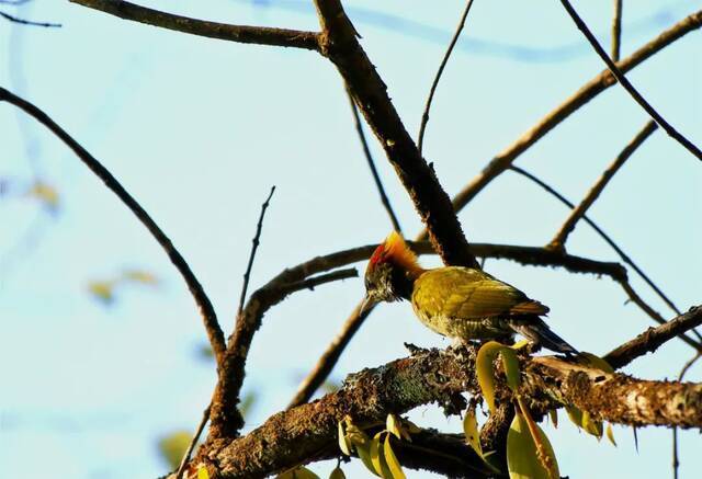 黄冠啄木鸟：我的“发型”你模仿不来！
