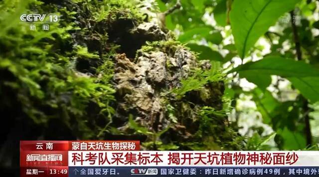 围观！云南天坑生物探秘最新动向→