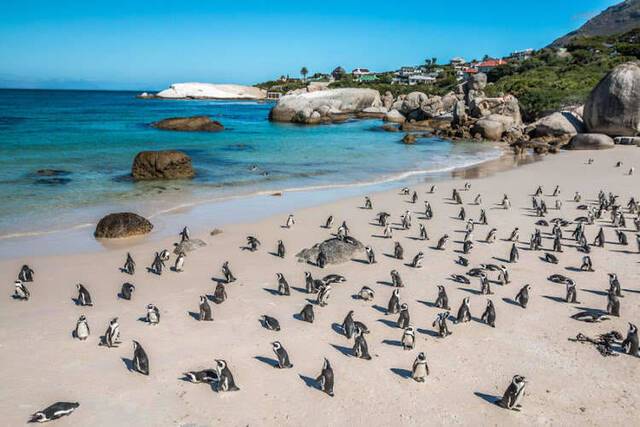南非西蒙镇附近的非洲企鹅栖息地63只企鹅离奇暴毙身上都有海角蜜蜂螫叮的痕迹