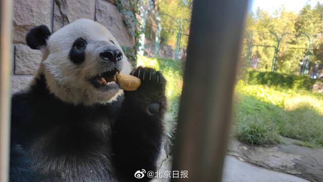 开餐！北京动物园动物们吃上专属月饼