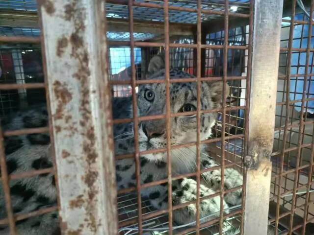 雪豹获救后疑被动物园圈养将展出，内蒙古林草局派工作组核查
