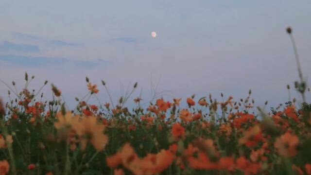 浙师的花海藏不住啦！花海、圆月和你，绝配！