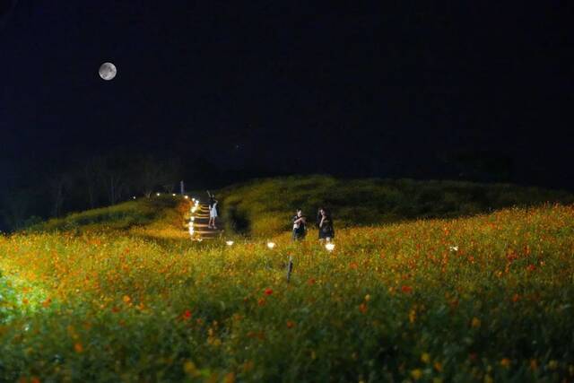 浙师的花海藏不住啦！花海、圆月和你，绝配！