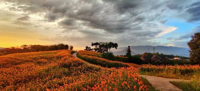 浙师的花海藏不住啦！花海、圆月和你，绝配！