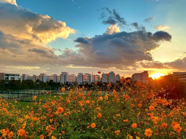 浙师的花海藏不住啦！花海、圆月和你，绝配！