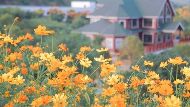 浙师的花海藏不住啦！花海、圆月和你，绝配！