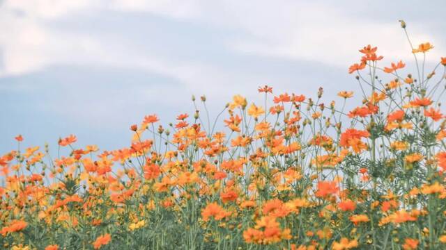 浙师的花海藏不住啦！花海、圆月和你，绝配！