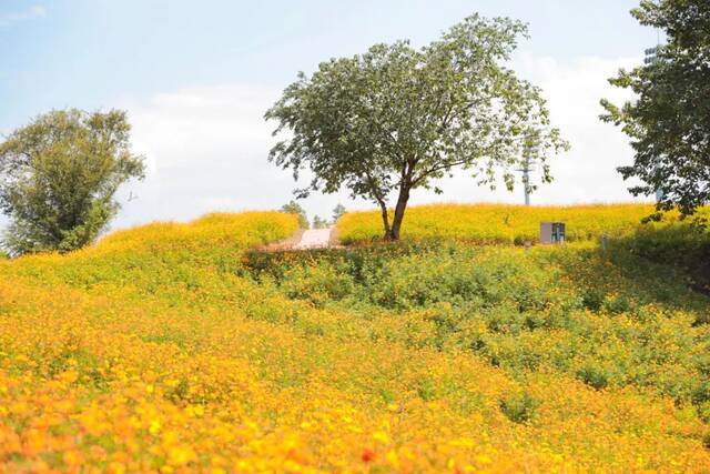 浙师的花海藏不住啦！花海、圆月和你，绝配！