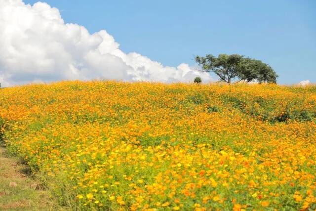 浙师的花海藏不住啦！花海、圆月和你，绝配！