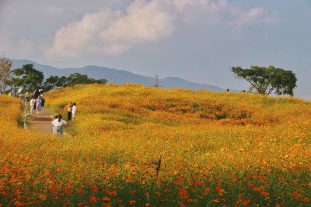 浙师的花海藏不住啦！花海、圆月和你，绝配！