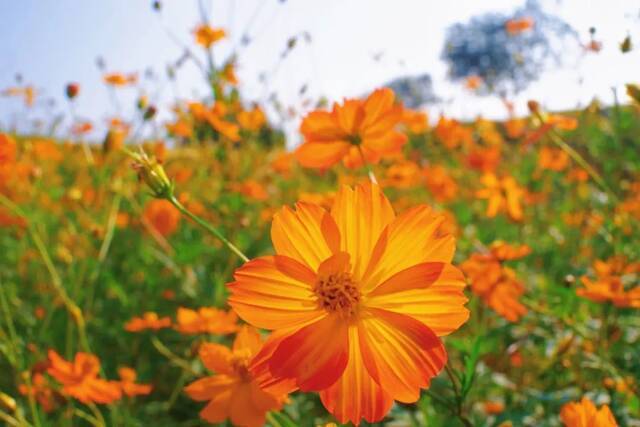 浙师的花海藏不住啦！花海、圆月和你，绝配！