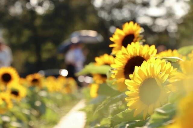 浙师的花海藏不住啦！花海、圆月和你，绝配！